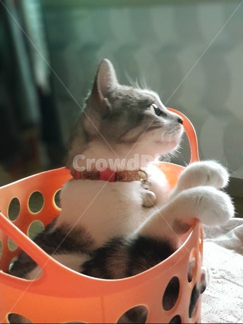 고양이,애완,모델고양이,고등어색,빨래통