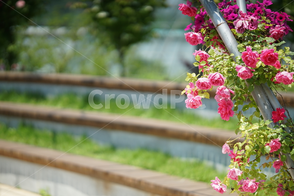 장미,꽃,자연,로즈,플라워,flower,rose,생명,풍경,감성사진,감성,잎,컬러,칼라,색감,식물,자연,plants,nature,꽃,flower