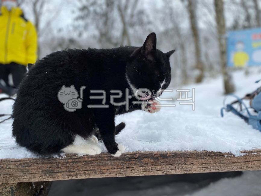 고양이,동물,눈,산냥이,검은고양이