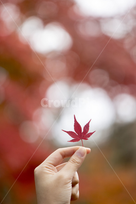 단풍,단풍잎,단풍나무,가을,손,식물,가을,계절,fall,autumn,season,plant,leaf,잎,tree,나무