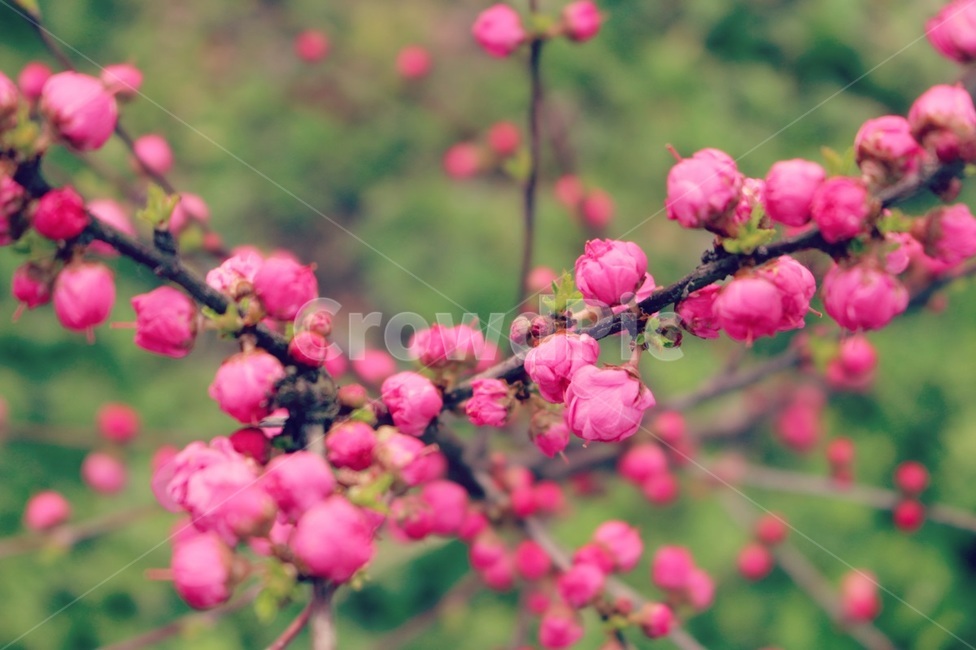 봄,꽃,봄꽃,핑크,분홍꽃,나무,명자나무,spring,flower,pink,tree