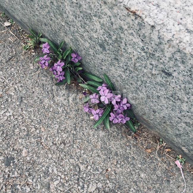 꽃,보라색,flower,길,거리,식물,자연,plants,nature,꽃,flower