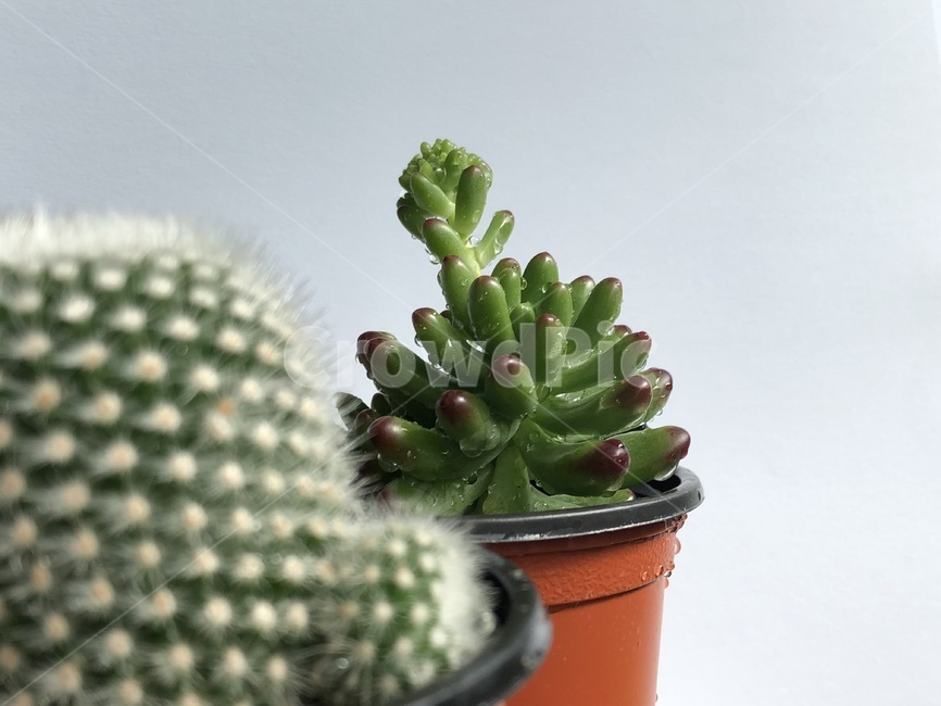 다육이,선인장,plant,cactus,다육식물,다육,초록색,화분,주황색화분,자연,힐링,반려식물,식물,실내식물,초록색식물,가시,귀여운식물,귀여운선인장,귀여운,온실,화초,맺힌물,물화분,물식물,비식물,화분물,실내용화초,화분,화초,house plant