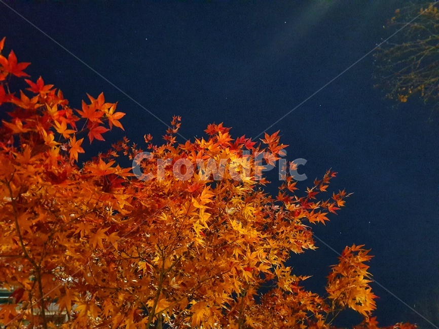 leaf,잎,plant,식물,tree,나무,maple,단풍,가을,계절,fall,autumn,season
