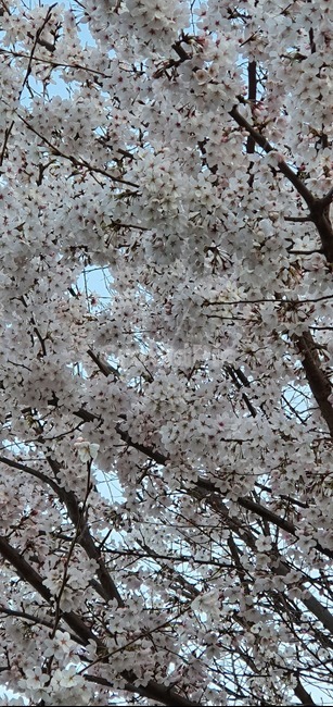 식물,벚꽃,꽃,cherryblossom,blossom