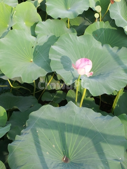 연꽃,꽃,꽃봉우리,잎,연못,호수,녹색,Lotus,Flower,Pond,식물,자연,plants,nature,꽃,flower