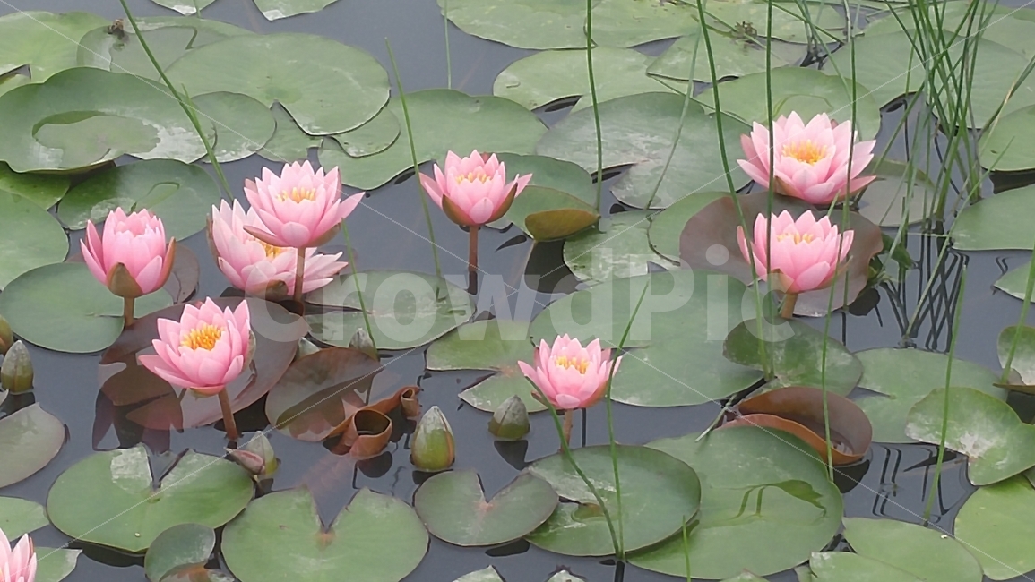 연잎,수련,꽃,분홍색,저수지,자연,연근,식물,자연,plants,nature,꽃,flower