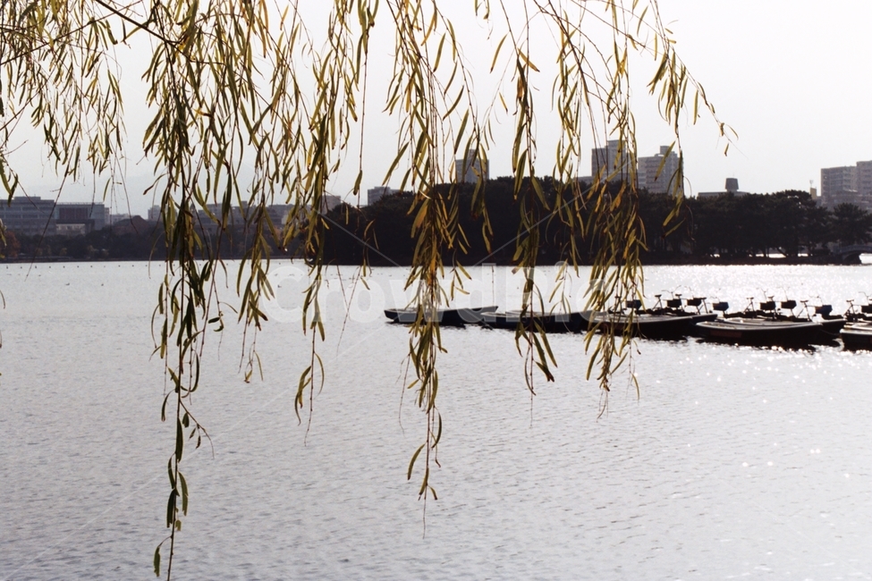 일본,필름,풍경,가을,나무,japan,film,필름카메라,filmcamera,fall,autumn,tree,shrine,신사,landscape,scene,view,scenery
