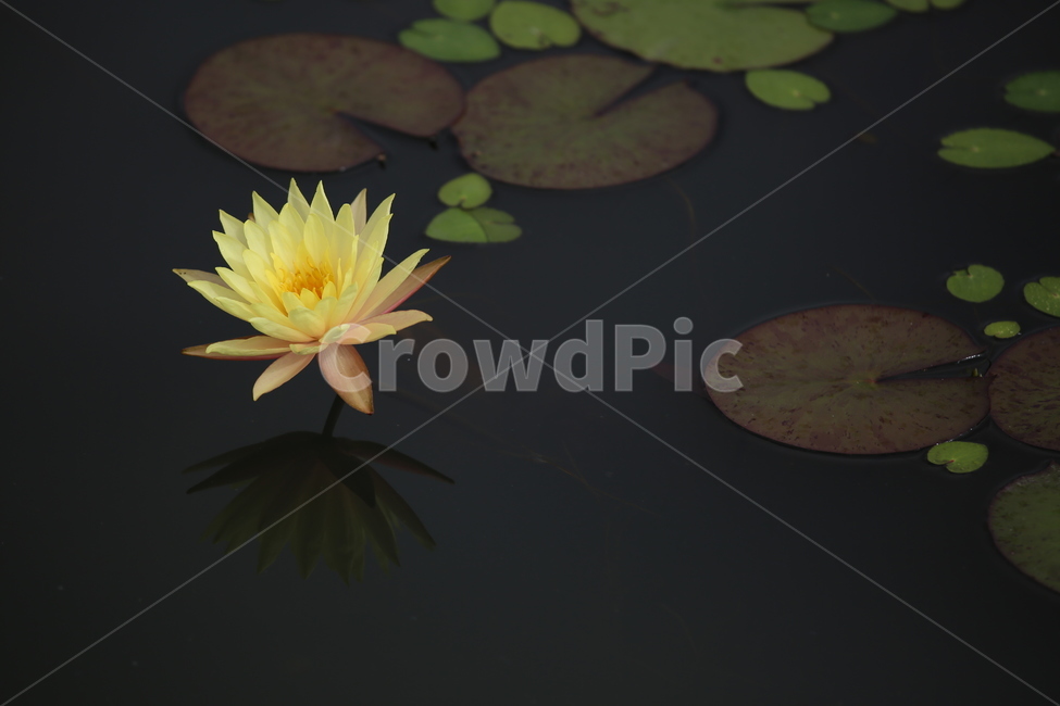 수련,연꽃,노랑,관곡지,모네,식물,자연,plants,nature,꽃,flower