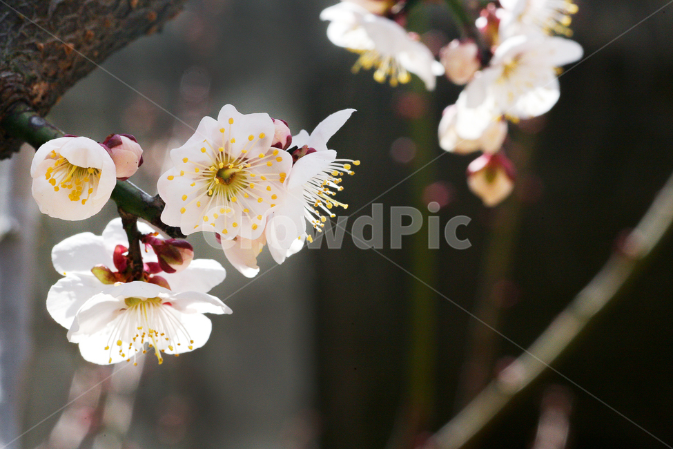 봄,꽃,자연,작은꽃,봄분위기,벚꽃,하얀꽃,노랑꽃,보라꽃,flower,spring,nature,접사촬영,접사,봄,계절,spring,season,식물,자연,plants,nature,꽃,flower,plant
