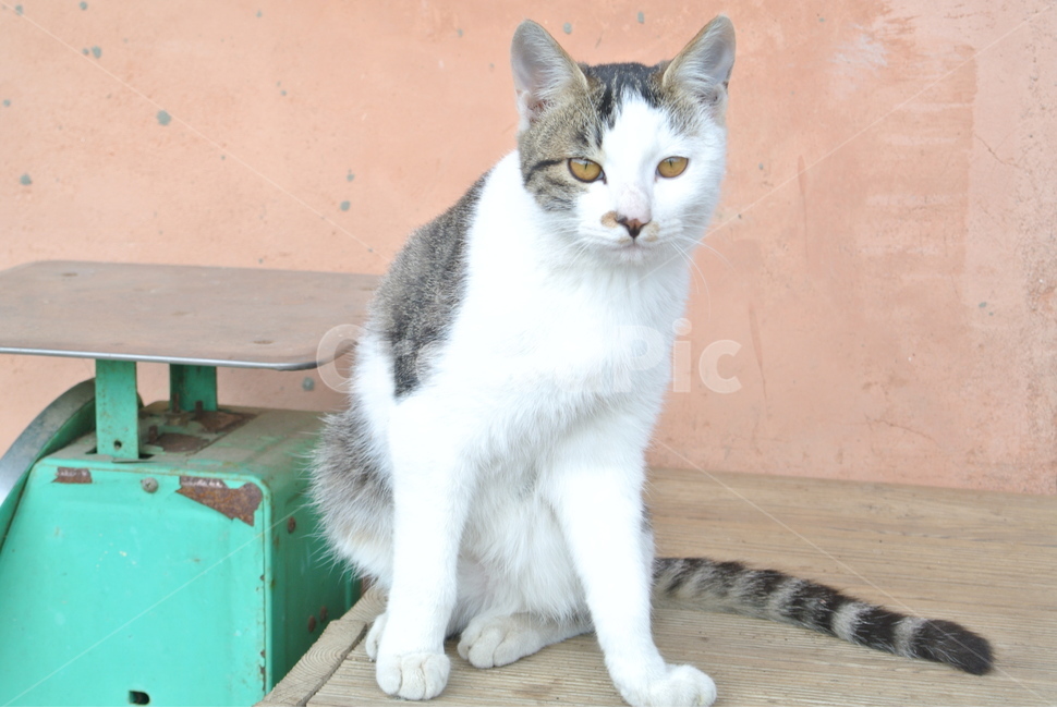 포유류,cat,고양이,동물,pet,동물,animal,포유류,mammal,고양이,cat,kitten,kitty