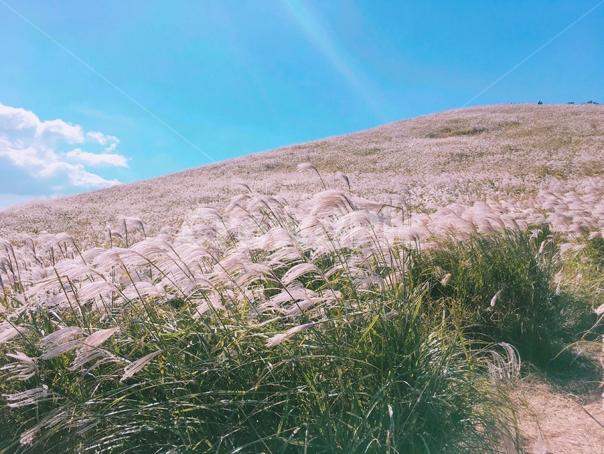 제주,제주도,하늘,맑음,자연,햇빛,새별오름,억새,jeju,jejuisland,sky,sunny,nature
