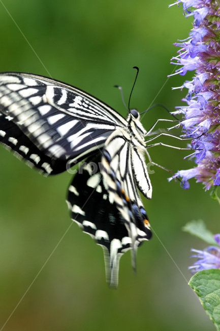 자연,나비,야생화,호랑나비,접사,동물,animal,곤충,벌레,insect,bug