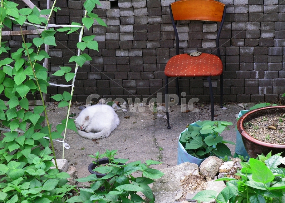 빈티지,시골,감성,고양이,냥이,의자,벽돌,강낭콩,덩굴,시멘트,낮잠,동물,반려동물,흰색,cat,고추,고구마순,블록,평화,평온,풍경,정감,식물,울타리,벽,뒷마당,뜰,마당,외곽지대,변두리,동물,animal,포유류,mammal,고양이,cat,kitten,kitty