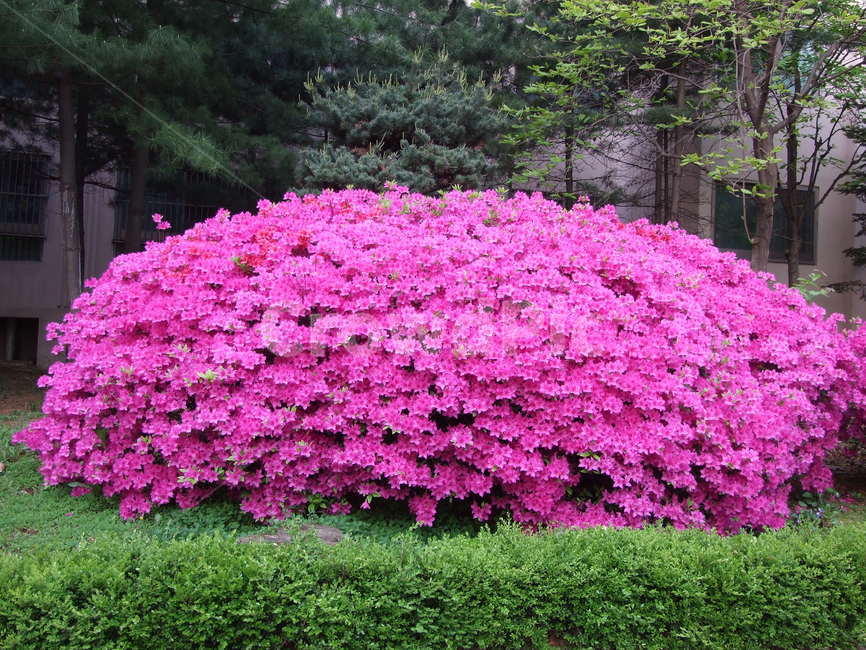 꽃,봄꽃,철쭉,식물,분홍꽃,식물,자연,plants,nature,꽃,flower