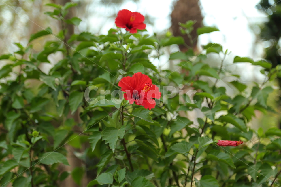 꽃,식물,봄꽃,flower,빨간꽃