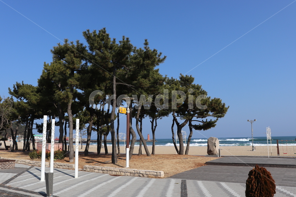 나무,tree,식물,plant,도로,road,sky,blue,하늘,바다,sea,ocean,해변,beach,산책로,boardwalk,물,water,자연,nature,옥외,outdoors