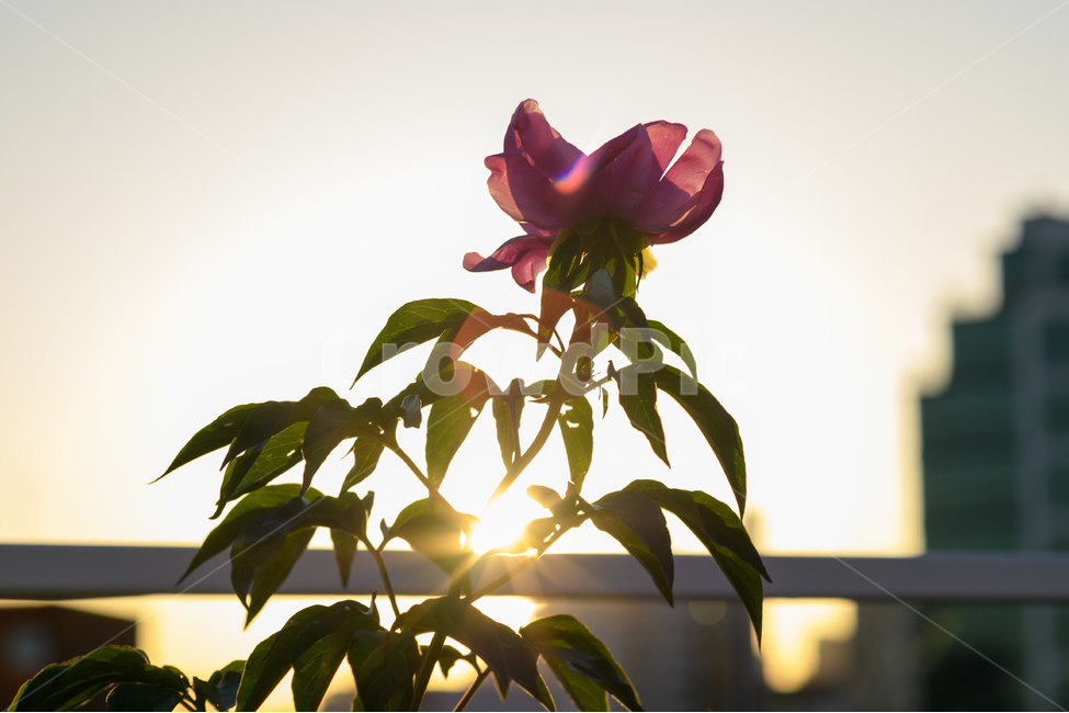 도시,꽃,오후,석양,자연,식물,자연,plants,nature,꽃,flower