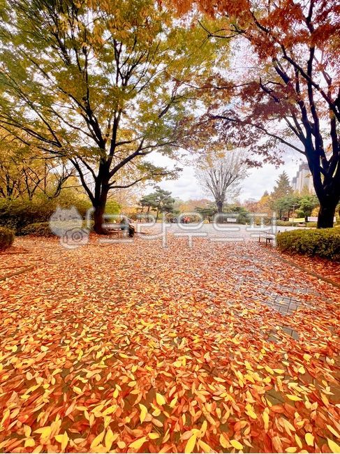 가을,autumn,늦가을,낙엽,나뭇잎,알록달록,쓸쓸