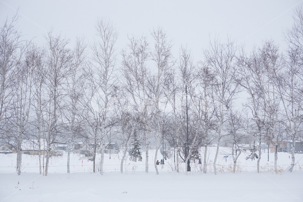 눈길,눈,폭설,snow,홋카이도,길거리,street,winter,겨울,가로수,sapporo,hokkaido,겨울길거리,일본,나무,trees,겨울나무,산,mountain,겨울,계절,winter,season,자연,풍경,nature,landscape,storm,폭풍,outdoors,옥외,blizzard,눈보라