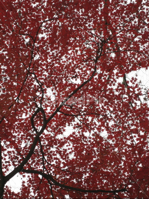 가을,내장산,하늘,단풍,나무,식물,잎,tree,plant,leaf,maple,감성,자연,나뭇가지,가을,계절,fall,autumn,season
