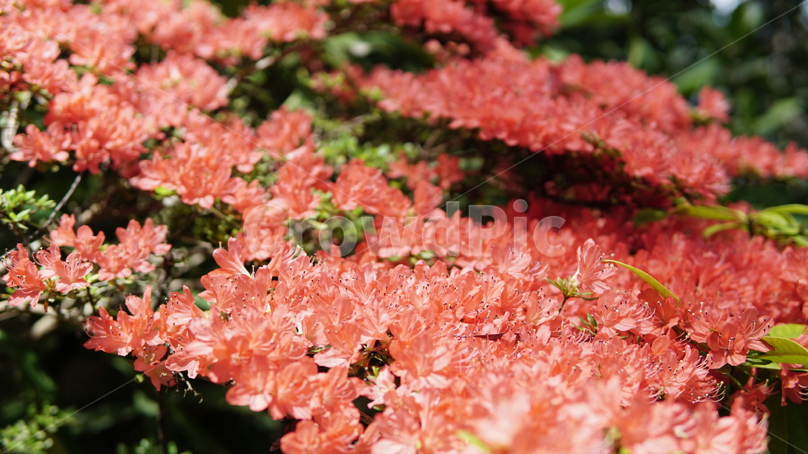plant,식물,꽃,flower,자연,식물,자연,plants,nature