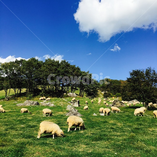 대관령,양떼목장,양,들판,푸름,하늘,구름,배경,background,sheepranch,sheep,field,sky,cloud,동물,animal,포유류,mammal,산업,industry,industrial,목축업,목장,livestock farming,ranching,pasture