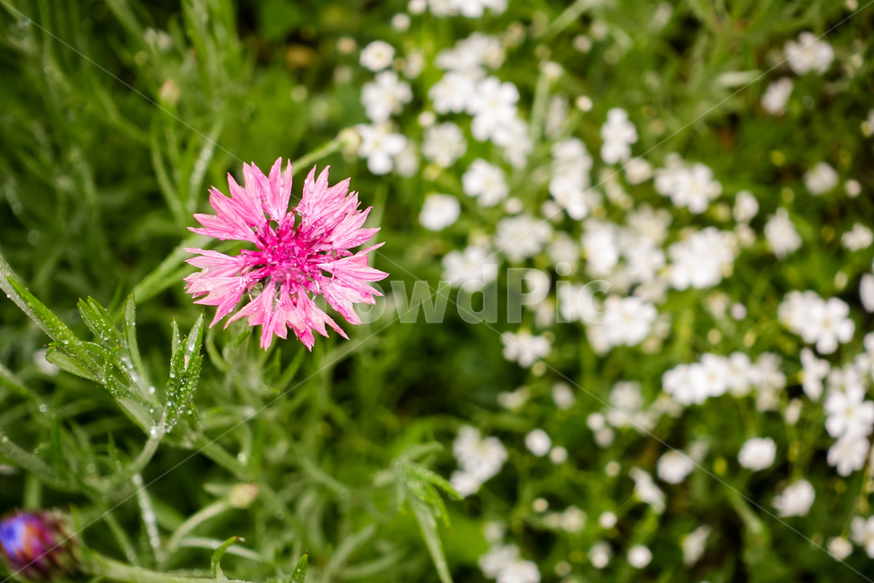 꽃,식물,꽃밭,화단,비,물방울,흰색,녹색,접사,상쾌한,신선한,시원한,flower,plants,flowerbed,rain,waterdrop,water,white,green,closeup,fresh,cool,분홍,pink,여름,summer,식물,자연,plants,nature,꽃,flower