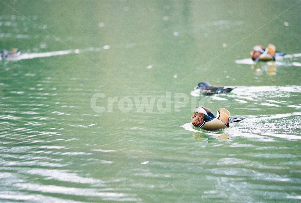 원앙,필름,새,한국,조류,동물,animal,조류,새,birds