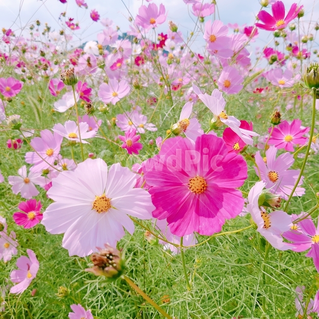 코스모스,분홍,풀잎,꽃,색감,감성,가을,계절,fall,autumn,season,식물,자연,plants,nature,꽃,flower,색깔,색상,색채,색감,color sense,color sensitivity,feeling of color,spring,봄,plant,geranium,제라늄,blossom,petal,꽃잎