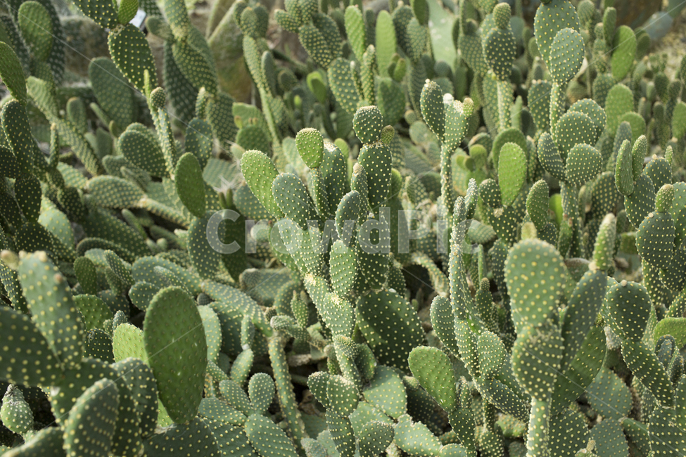 금오모자,선인장,식물,자연,cactus,plant,식물,자연,plants,nature