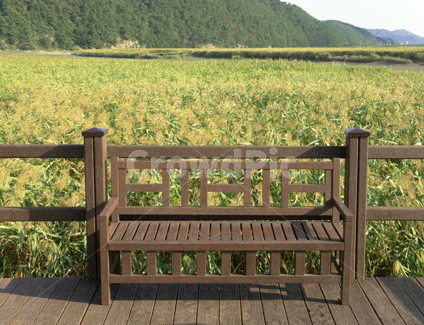 furniture,벤치,bench,의자,갈대밭,갈대,가을,습지