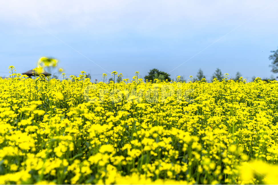 유채꽃,파란,하늘,꽃,자연,나무,구름,sky,tree,cloud,rapeflower,flower,식물,자연,plants,nature,꽃,flower