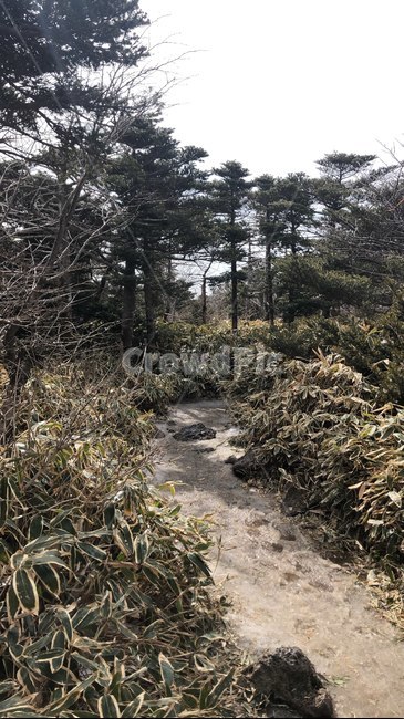 자연,나무,바위,감성,이국적,풀,숲,산,자연,풍경,nature,landscape,ground,바닥,tree,plant,식물