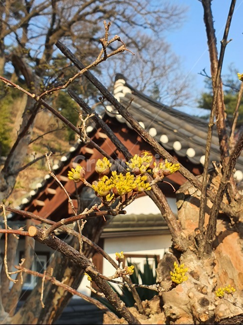 꽃,나무,산수유,봄,햇빛,산,가을,통도사,전통,식물,plant