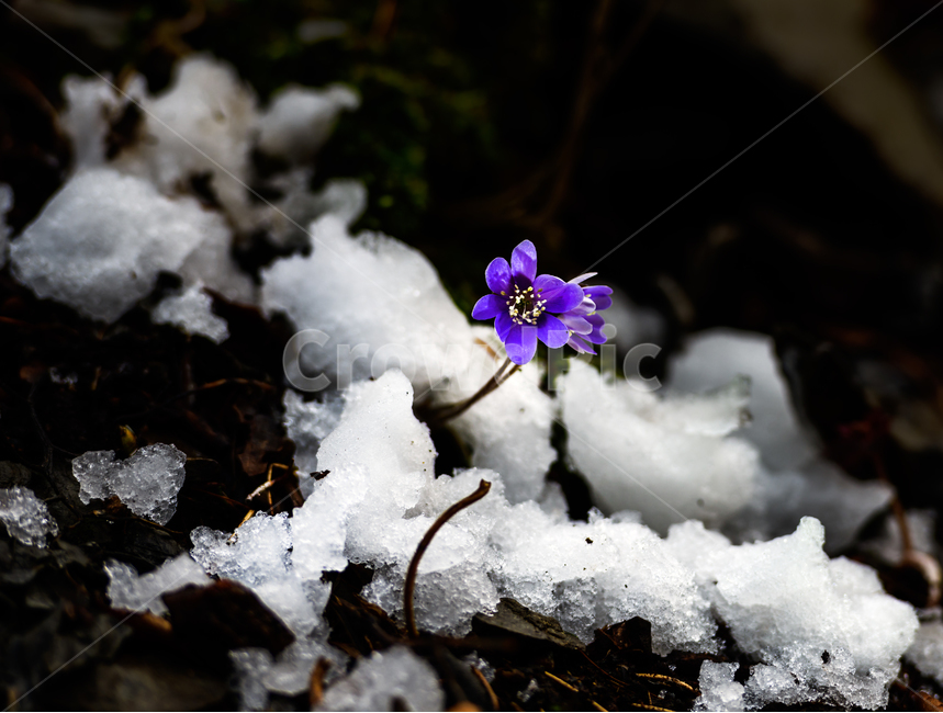 꽃,노루귀,식물,봄꽃,야생화,봄,계절,spring,season,식물,자연,plants,nature,꽃,flower,geranium,제라늄,plant,blossom,outdoors,옥외