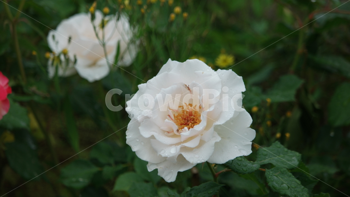 장미,장미꽃,장미원,로즈가든,백장미,식물,자연,plants,nature,꽃,flower