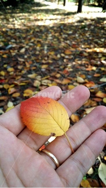 가을,낙엽,단풍잎,손,반지,거리,노란색,붉은색,잎,잎사귀,plant,식물,leaf,가을,계절,fall,autumn,season,ground,바닥