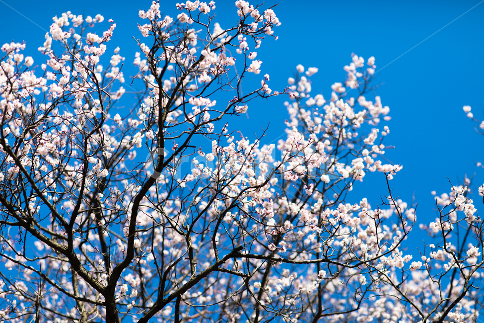 plant,식물,blossom,flower,꽃,cherryblossom,벚꽃