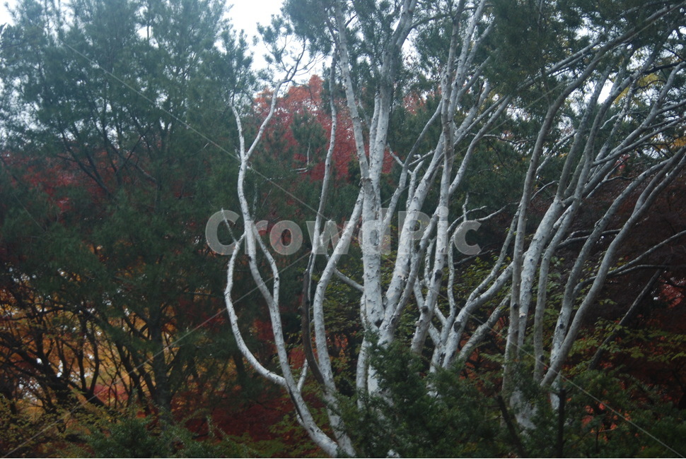 가을풍경,가을단풍,단풍,tree,나무,가을,계절,fall,autumn,season