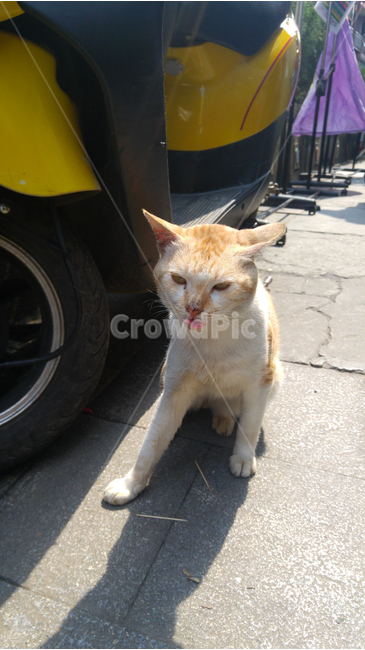메롱,길고양이,고양이,길냥이,고양이혀,혓바닥,동물,animal,포유류,mammal,고양이,cat,kitten,kitty