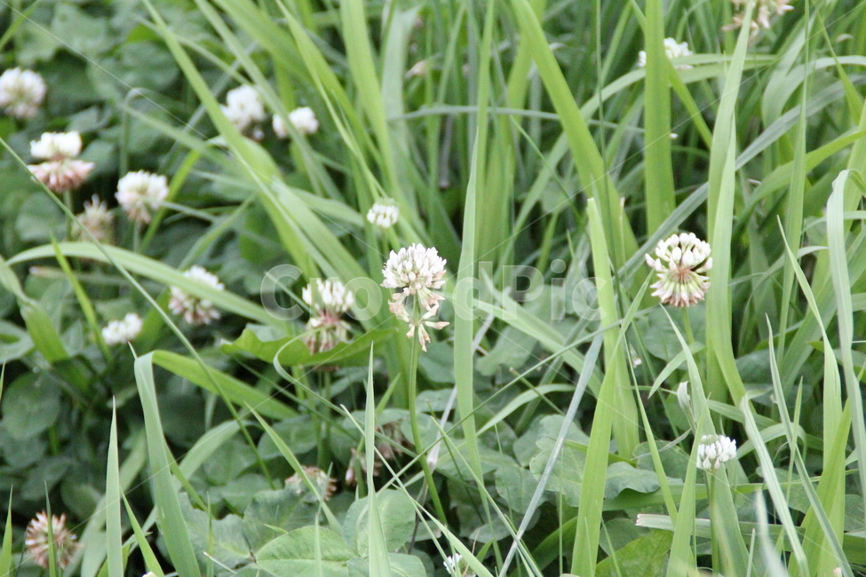 plant,식물,클로버,토끼풀,풀,흰색,초록,녹색,풀밭,배경,배경화면,식물,자연,plants,nature,꽃,flower