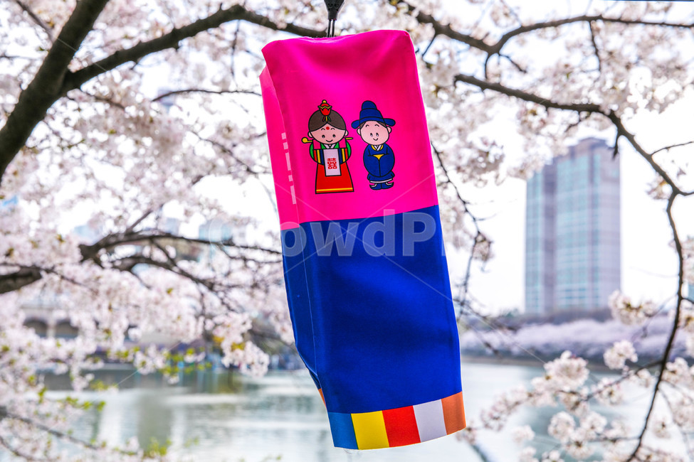 등,꽃,석촌호수,나무,벚꽃,봄,계절,spring,season,한국전통,한국문화,korean traditional,korean culture,사물,물건,오브젝트,thing,object,matter,plant,식물