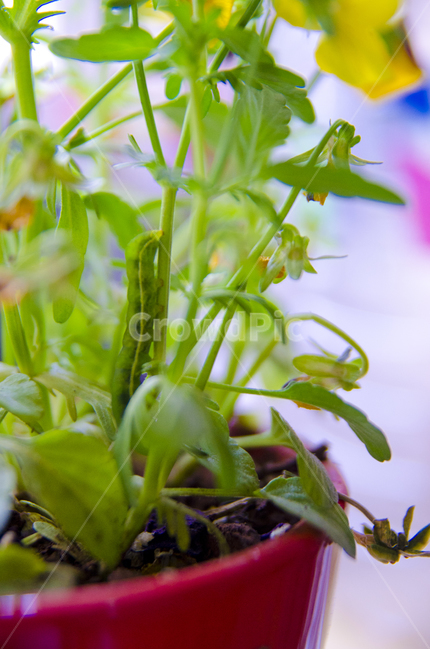 곤충,식물,초록,노란,벌레,실내용화초,화분,화초,house plant