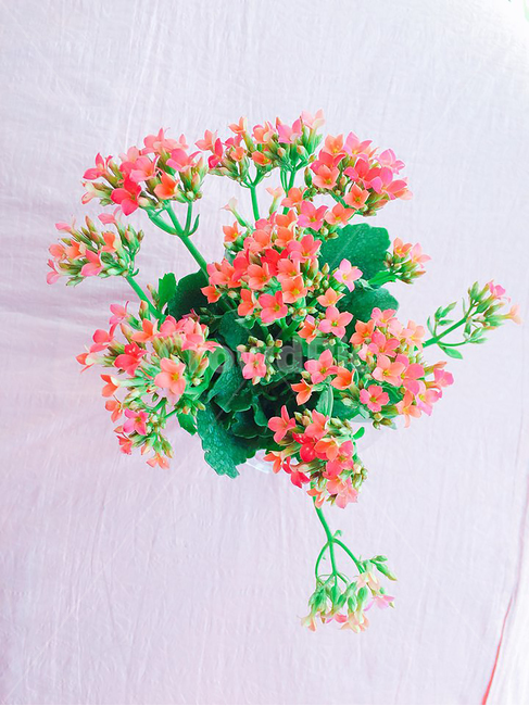 핑크색,꽃,화분,flower,자연,식물,자연,plants,nature,꽃,flower