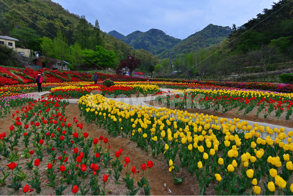 무등산,동적골,튤립축제,철쭉,노랑,빨강,봄,계절,패턴,tulip,튤립,plant,식물,blossom,flower,꽃,자연,풍경,nature,landscape