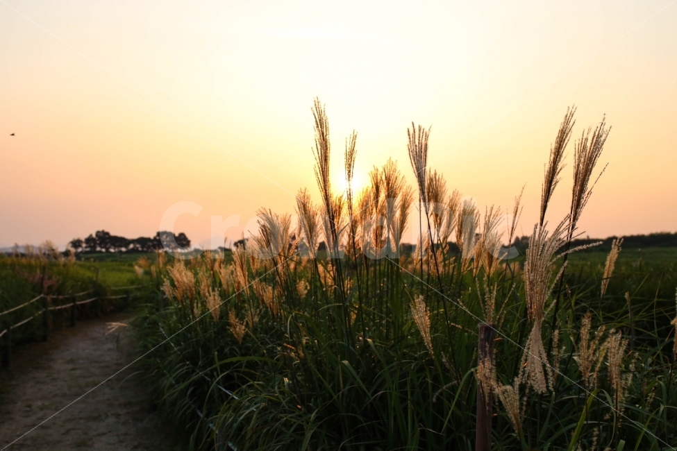 하늘공원,갈대숲,노을,일몰,가을안녕,자연,풍경,nature,landscape,가을,계절,fall,autumn,season,식물,plants,휴식,힐링,rest,relaxation,healing,감성,sensible,feeling,grass,잔디,plant,lawn
