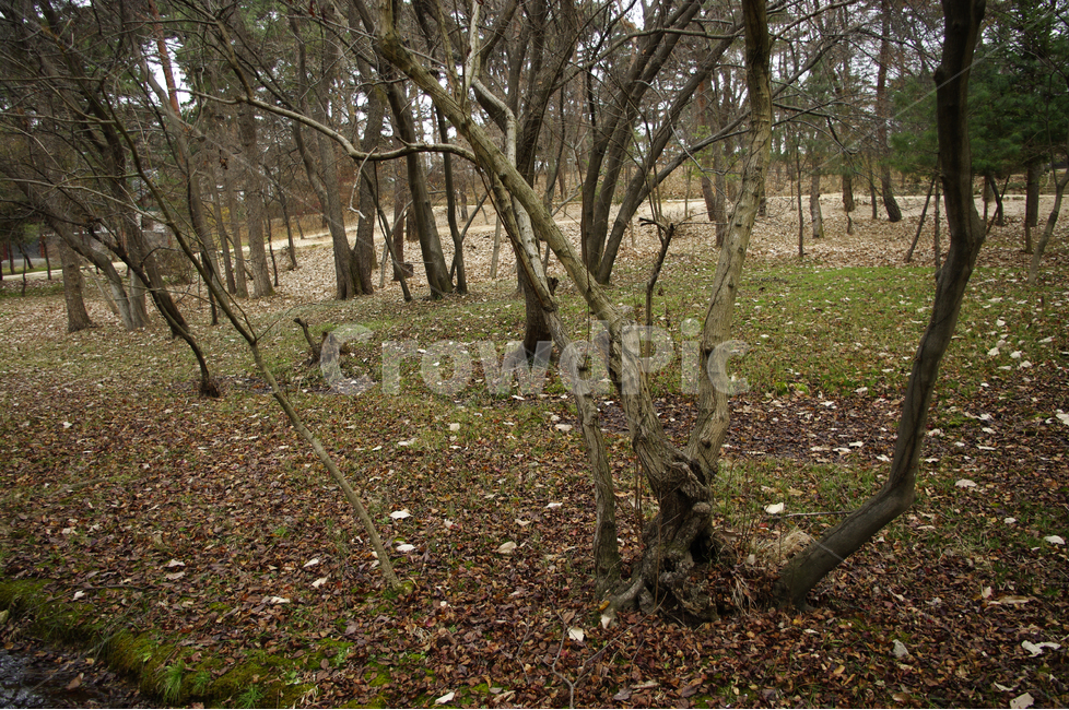 겨울,숲,나무,낙엽,겨울나무,식물,풍경,자연,풍경,nature,landscape,ground,바닥,tree,plant,tree trunk,나무 줄기