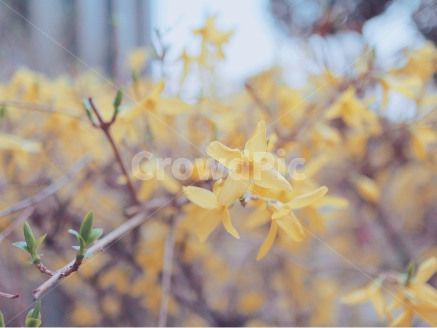 노란꽃,개나리,노란색,꽃,봄,봄,계절,spring,season,식물,자연,plants,nature,꽃,flower,plant