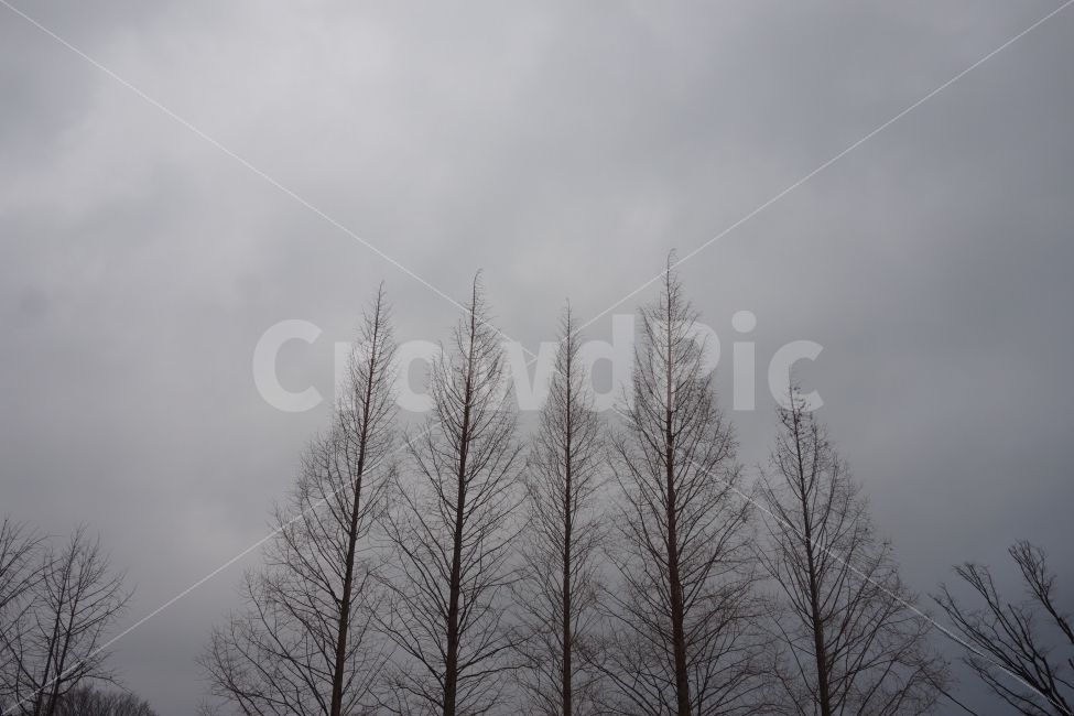 겨울,경치,경관,양평,두물머리,사진,나무,자연,풍경,nature,landscape,겨울,계절,winter,season,weather,날씨,outdoors,옥외